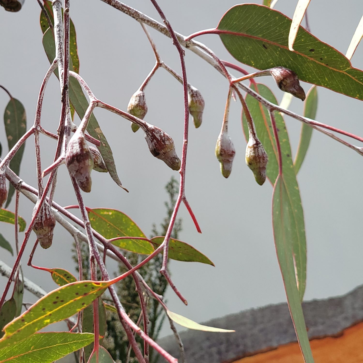 Eucalyptus caesia (Silver Princess)