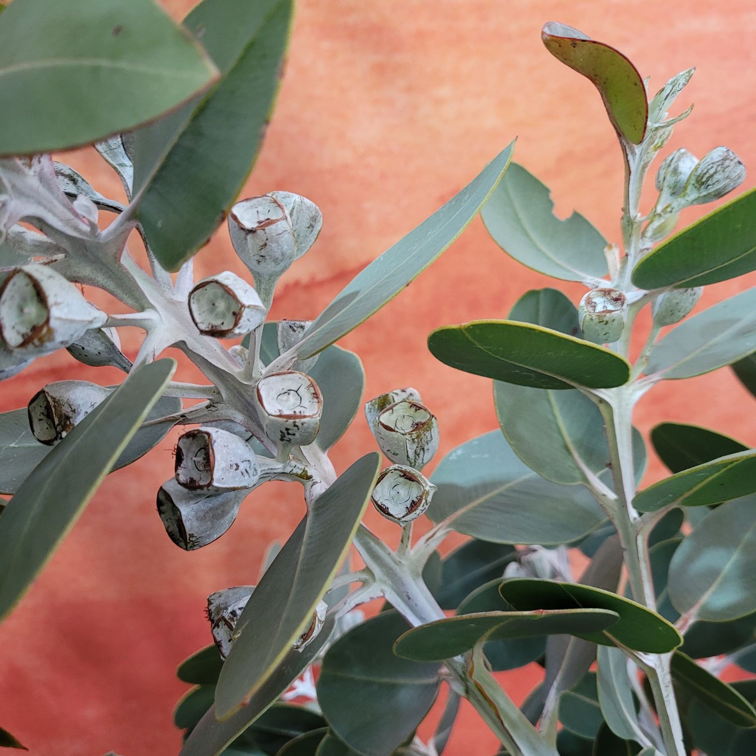 Eucalyptus pleurocarpa (tetragona)